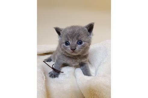 成約済の千葉県のブリティッシュショートヘア-16119の2枚目