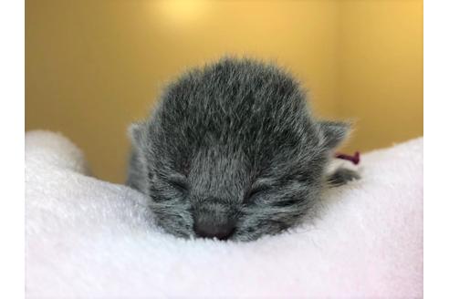 成約済の千葉県のブリティッシュショートヘア-16120の4枚目