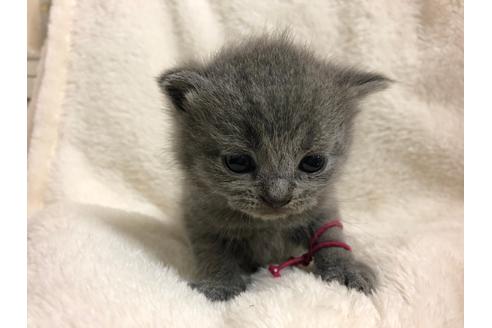 成約済の千葉県のブリティッシュショートヘア-16120の3枚目