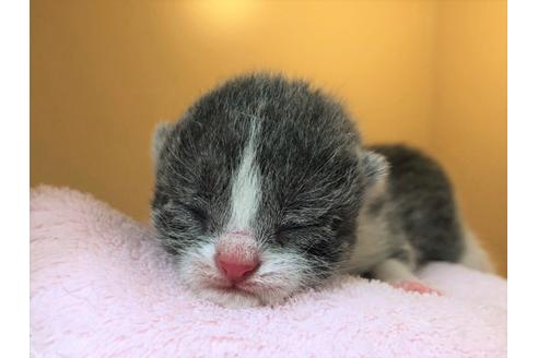 成約済の千葉県のブリティッシュショートヘア-16121の4枚目