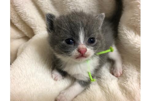成約済の千葉県のブリティッシュショートヘア-16121の3枚目