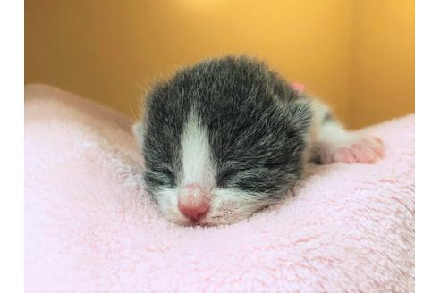 成約済の千葉県のブリティッシュショートヘア-16122の4枚目