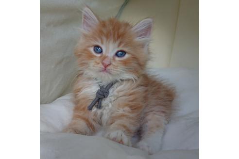 成約済の埼玉県のサイベリアン-15594