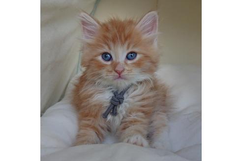 成約済の埼玉県のサイベリアン-15594の6枚目