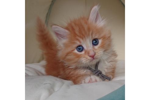 成約済の埼玉県のサイベリアン-15594の5枚目