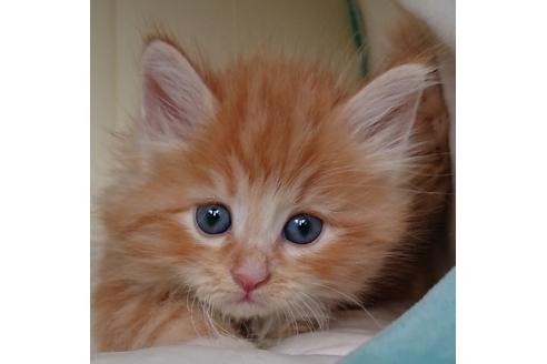 成約済の埼玉県のサイベリアン-15594の4枚目