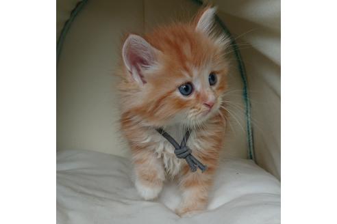 成約済の埼玉県のサイベリアン-15594の3枚目