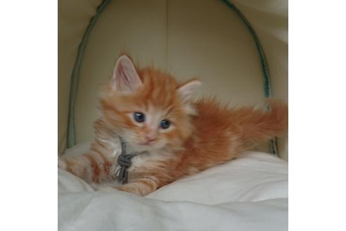 成約済の埼玉県のサイベリアン-15594の2枚目