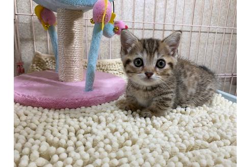 成約済の千葉県のマンチカン-15800の1枚目