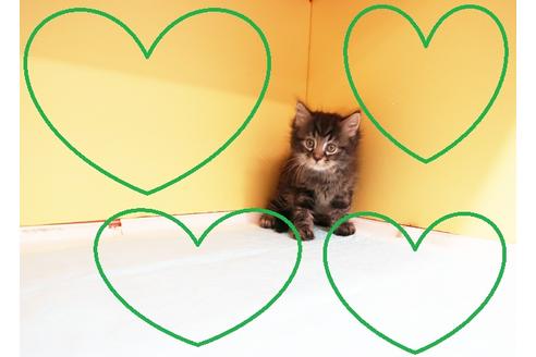 成約済の東京都のマンチカン-15826