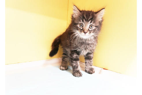 成約済の東京都のマンチカン-15826の2枚目