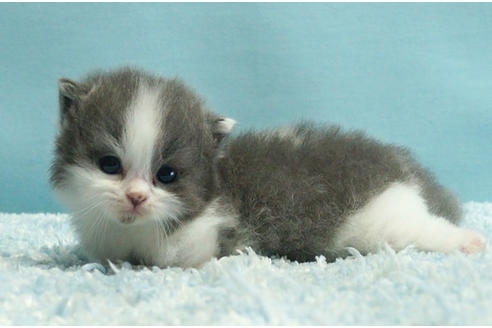 マンチカンでブルー系の子猫を探す 子猫ブリーダーナビ