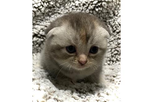 鹿児島県でスコティッシュフォールドの子猫を探す 子猫ブリーダーナビ