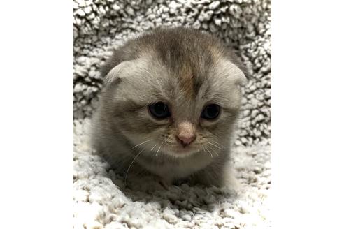 鹿児島県でスコティッシュフォールドの子猫を探す 子猫ブリーダーナビ 鹿児島県でスコティッシュフォールドの子猫を探す 子猫ブリーダーナビ