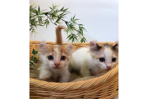 成約済の千葉県のその他の猫種-15911の4枚目