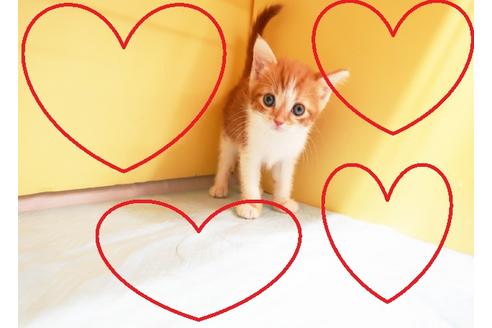 成約済の東京都のスコティッシュフォールド-15924