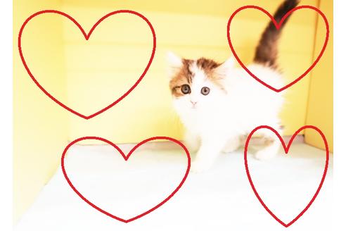 成約済の東京都のミヌエット-15925