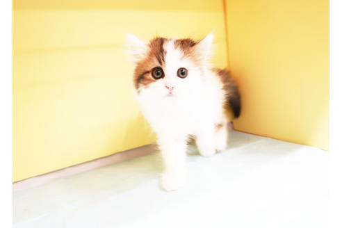 成約済の東京都のミヌエット-15925の2枚目