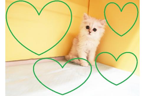 成約済の東京都のペルシャ-15928の1枚目