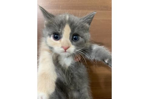 成約済の埼玉県のスコティッシュフォールド-15931の17枚目