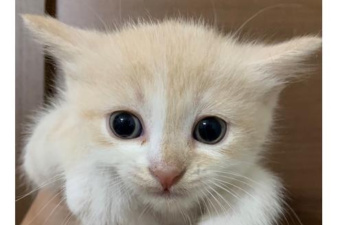 成約済の埼玉県のスコティッシュフォールド-15932の18枚目