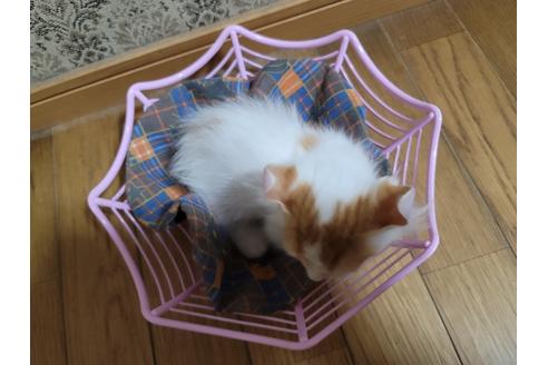成約済の千葉県のその他の猫種-15914の2枚目