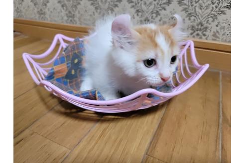 成約済の千葉県のその他の猫種-15914の1枚目
