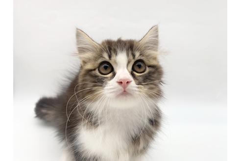 東京都のラガマフィン 男の子 21 05 29生まれ 綺麗な顔立ちのラガマフィンの男の子 子猫id 子猫ブリーダーナビ
