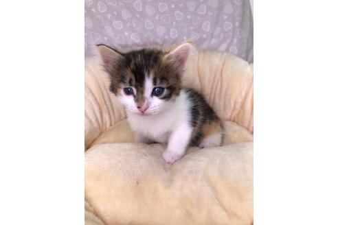 成約済の広島県のノルウェージャンフォレストキャット-15976の3枚目
