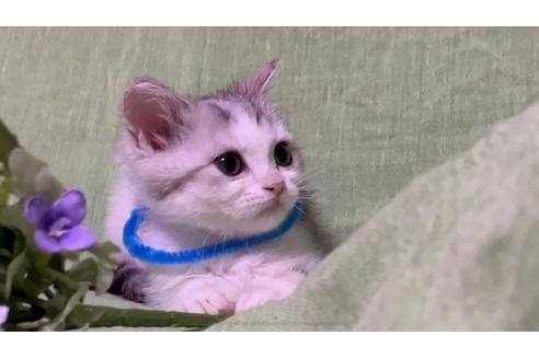 成約済の埼玉県のスコティッシュフォールド-15980の1枚目