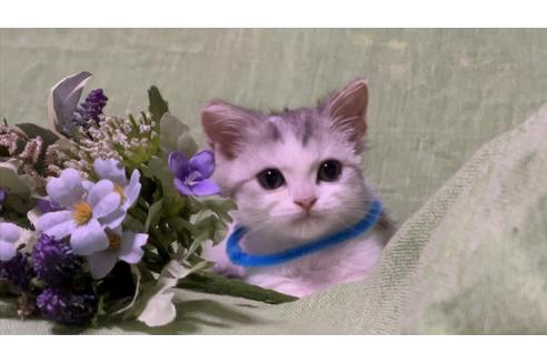 成約済の埼玉県のスコティッシュフォールド-15980の2枚目