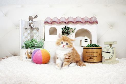 成約済の佐賀県のスコティッシュフォールド-15986の1枚目