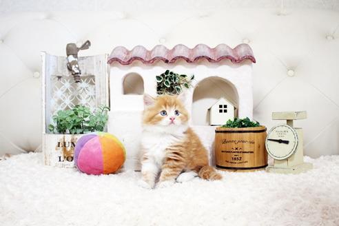 成約済の佐賀県のスコティッシュフォールド-15986の5枚目