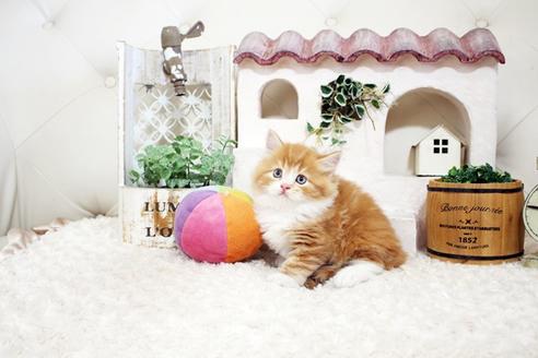 成約済の佐賀県のスコティッシュフォールド-15986の4枚目