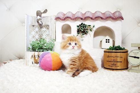 成約済の佐賀県のスコティッシュフォールド-15986の3枚目