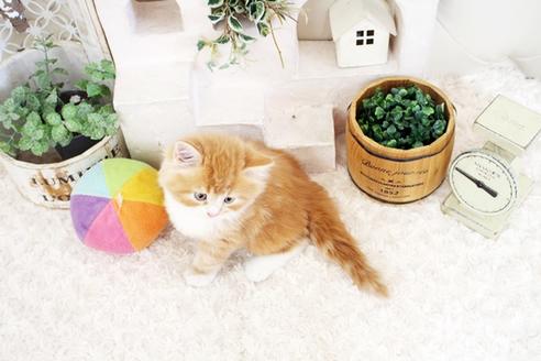 成約済の佐賀県のスコティッシュフォールド-15986の2枚目