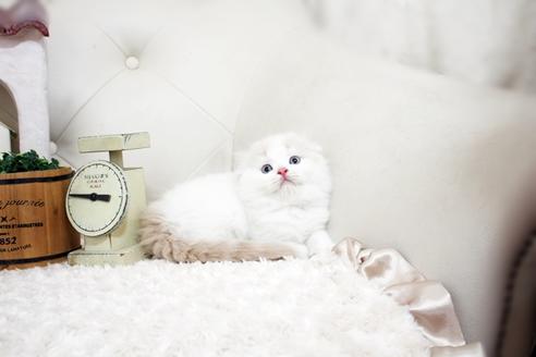 成約済の佐賀県のスコティッシュフォールド-15987の1枚目