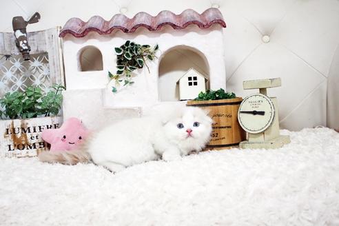 成約済の佐賀県のスコティッシュフォールド-15987の5枚目