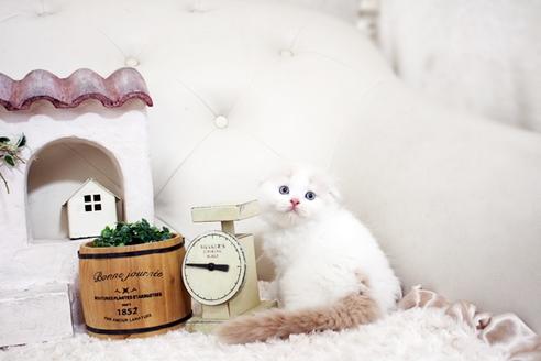 成約済の佐賀県のスコティッシュフォールド-15987の4枚目