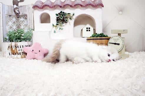 成約済の佐賀県のスコティッシュフォールド-15987の3枚目