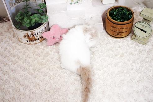 成約済の佐賀県のスコティッシュフォールド-15987の2枚目