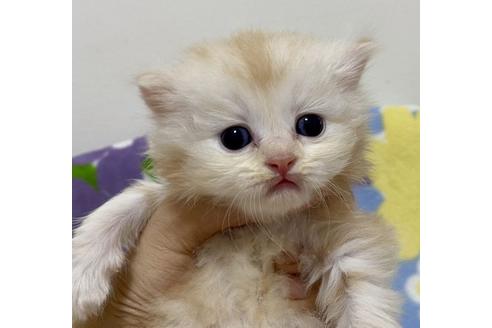 成約済の神奈川県のミヌエット-15990の1枚目