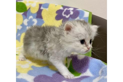 成約済の神奈川県のミヌエット-15991の4枚目
