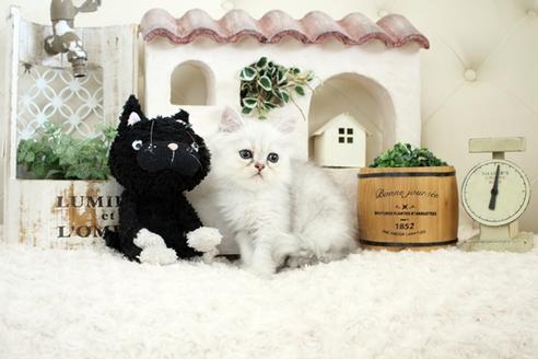 成約済の佐賀県のペルシャ(チンチラ)-16071の1枚目