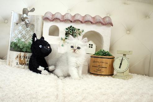 成約済の佐賀県のペルシャ(チンチラ)-16071の5枚目