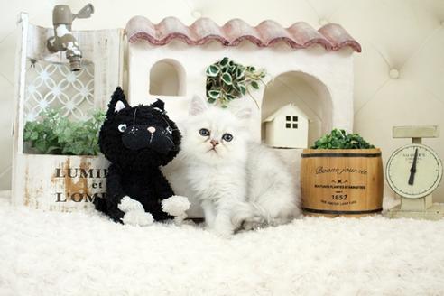 成約済の佐賀県のペルシャ(チンチラ)-16071の4枚目