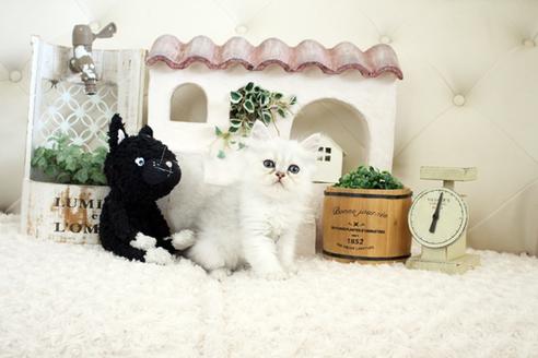 成約済の佐賀県のペルシャ(チンチラ)-16071の3枚目