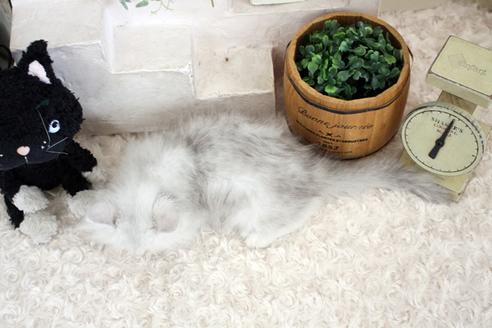 成約済の佐賀県のペルシャ(チンチラ)-16071の2枚目