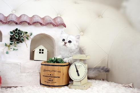 成約済の佐賀県のペルシャ(チンチラ)-16073の5枚目