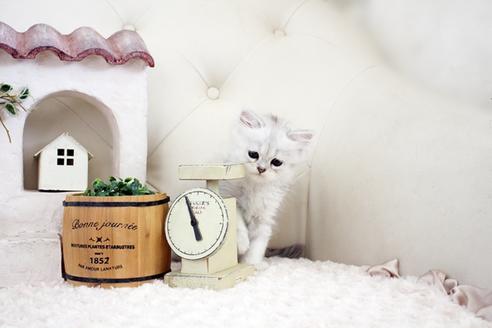 成約済の佐賀県のペルシャ(チンチラ)-16073の4枚目